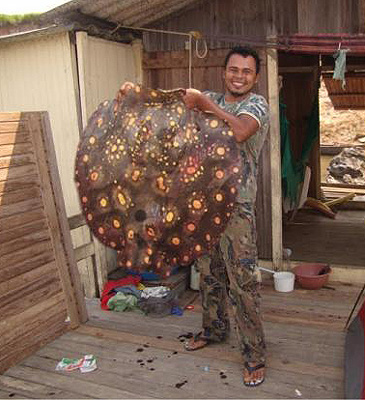 2875_Mark Jones_Red-blotched River Stingray_Potamotrygon ocellata.jpg